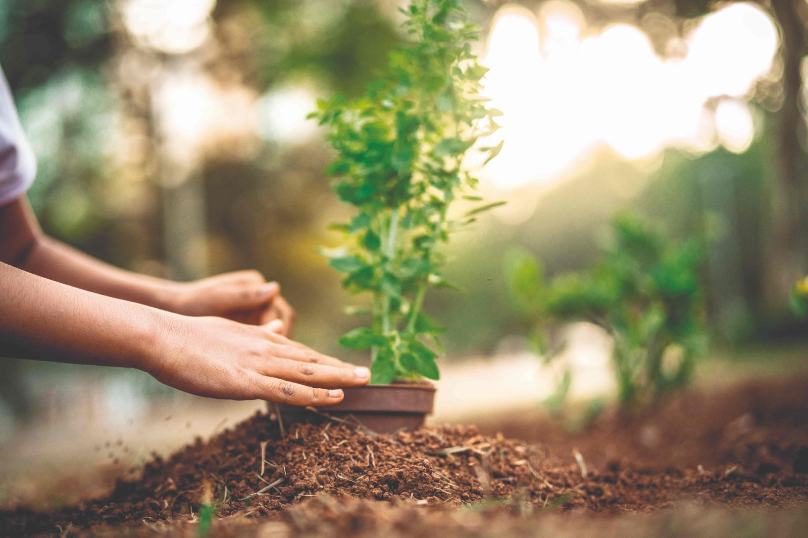 Muda de árvore sendo plantada e cuidada por mãos na terra.